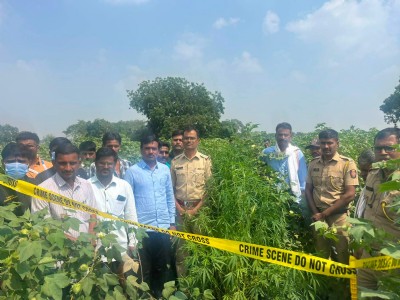 कोपर्डा शिवारात गांजाची लागवड उघड; ३.६१ लाखांचा मुद्देमाल जप्त.