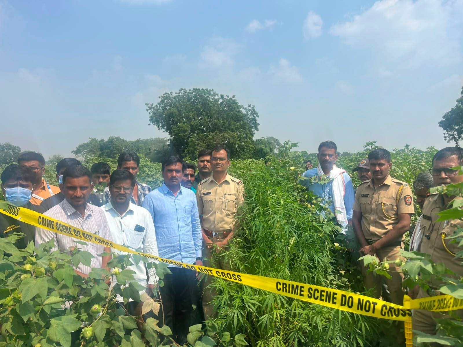 कोपर्डा शिवारात शेतामध्ये गांजाची लागवड