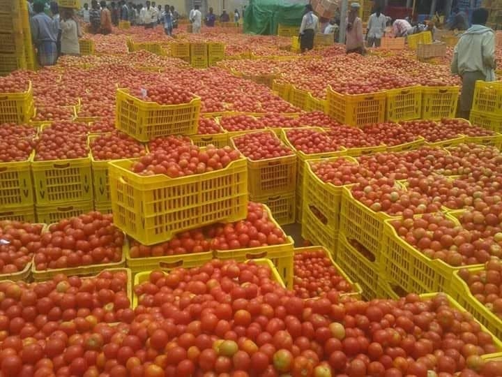 केळीगव्हाण परिसरातील अनेक शेतकऱ्यांनी यंदा टोमॅटोचे पीक घेतले होते.