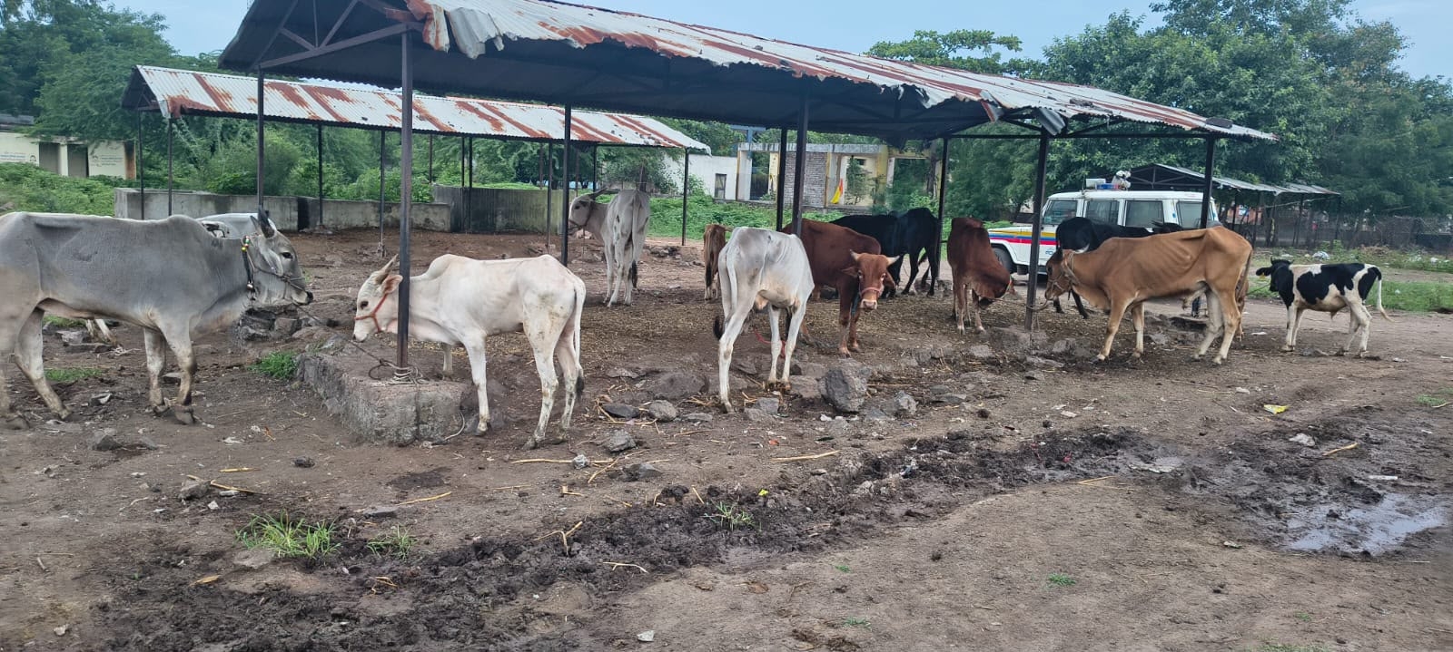 कत्तलीसाठी नेण्यात येणाऱ्या १५ गोवंश जनावरांची सुटका; बदनापूर पोलिसांची मध्यरात्री धडक कारवाई