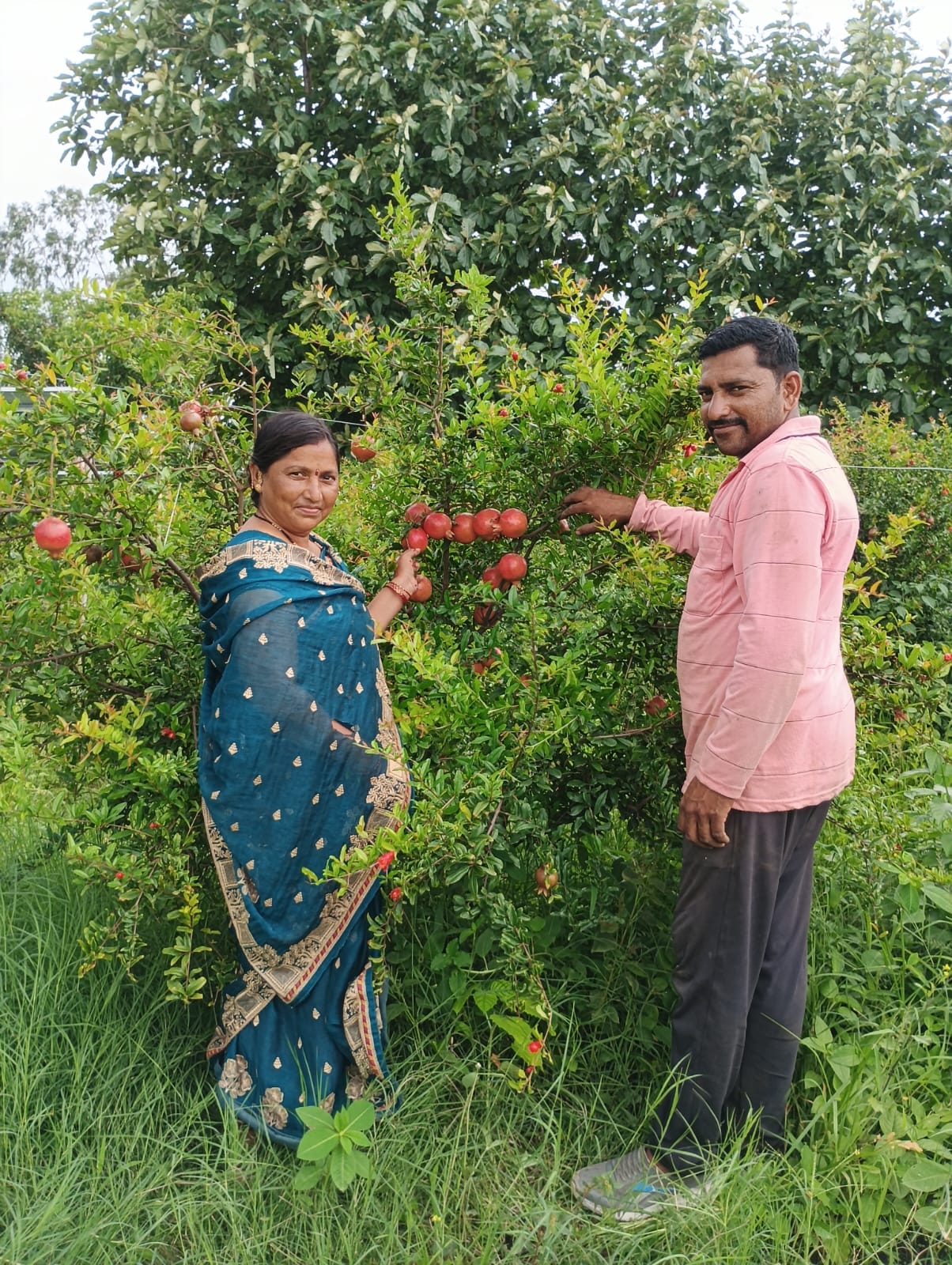 भोकरदन तालुक्यातील राजूर येथील परशुराम पुंगळेंनी माळरानावर फुलवली डाळिंब शेती; लाखोंच्या उत्पन्नाची वाट