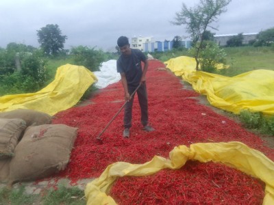 वालसावंगीच्या मिरची उत्पादकांवर दुहेरी मार; हिरव्याने रडवले, लालने वाळवले!
