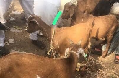 वालसावंगीमध्ये पशुधन चोरीचा कहर